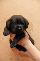 Лабрадор ретривер - продам щенков в хорошие руки - <ro>Изображение</ro><ru>Изображение</ru> #4, <ru>Объявление</ru> #269129