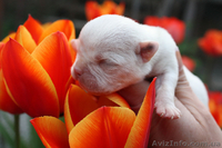 Американские бульдоги в Харькове. Питомник L'Diamond World - <ro>Изображение</ro><ru>Изображение</ru> #2, <ru>Объявление</ru> #269633