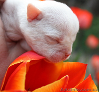 Американские бульдоги в Харькове. Питомник L'Diamond World - <ro>Изображение</ro><ru>Изображение</ru> #3, <ru>Объявление</ru> #269633