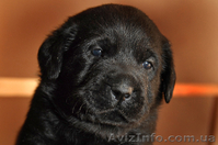Лабрадор ретривер - продам щенков в хорошие руки - <ro>Изображение</ro><ru>Изображение</ru> #1, <ru>Объявление</ru> #269129