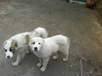 щенки алабая(туркменский волкодав) - <ro>Изображение</ro><ru>Изображение</ru> #1, <ru>Объявление</ru> #278749