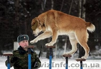 Дрессировка собак(Кинолог-зоопсихолог), Харьков - <ro>Изображение</ro><ru>Изображение</ru> #1, <ru>Объявление</ru> #278531