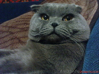 Вислоухие котята экзотических окрасок - <ro>Изображение</ro><ru>Изображение</ru> #1, <ru>Объявление</ru> #278448