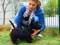 Щеночки скотч-терьера - <ro>Изображение</ro><ru>Изображение</ru> #4, <ru>Объявление</ru> #181955