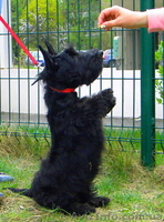 Щеночки скотч-терьера - <ro>Изображение</ro><ru>Изображение</ru> #3, <ru>Объявление</ru> #181955