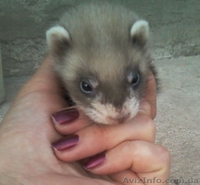 продам щенков фретки не дорого - <ro>Изображение</ro><ru>Изображение</ru> #2, <ru>Объявление</ru> #273919