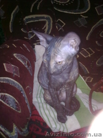 продам кошку порды донской сфикс - <ro>Изображение</ro><ru>Изображение</ru> #2, <ru>Объявление</ru> #255239