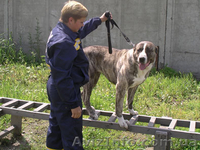 Дрессировка собак(Кинолог-зоопсихолог), Харьков - <ro>Изображение</ro><ru>Изображение</ru> #3, <ru>Объявление</ru> #278531