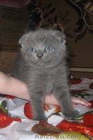 Вислоухие котята экзотических окрасок - <ro>Изображение</ro><ru>Изображение</ru> #2, <ru>Объявление</ru> #278448