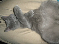 Продам британского котёнка!!!! - <ro>Изображение</ro><ru>Изображение</ru> #2, <ru>Объявление</ru> #279754