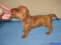 продам щенков таксы с красным мраморным геном - <ro>Изображение</ro><ru>Изображение</ru> #1, <ru>Объявление</ru> #271825
