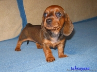 продам щенков таксы с красным мраморным геном - <ro>Изображение</ro><ru>Изображение</ru> #3, <ru>Объявление</ru> #271825