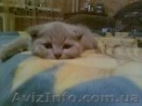 0661551083 и3930474   наталия - <ro>Изображение</ro><ru>Изображение</ru> #4, <ru>Объявление</ru> #275177