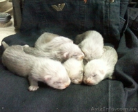 продам щенков фретки не дорого - <ro>Изображение</ro><ru>Изображение</ru> #1, <ru>Объявление</ru> #273919