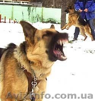Дрессировка собак(Кинолог-зоопсихолог), Харьков - <ro>Изображение</ro><ru>Изображение</ru> #4, <ru>Объявление</ru> #278531