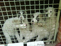 щенки алабая(туркменский волкодав) - <ro>Изображение</ro><ru>Изображение</ru> #3, <ru>Объявление</ru> #278749