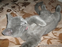 Продам британского котёнка!!!! - <ro>Изображение</ro><ru>Изображение</ru> #3, <ru>Объявление</ru> #279754