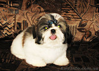 Щенки ши-тцу - пушистая радость. - <ro>Изображение</ro><ru>Изображение</ru> #1, <ru>Объявление</ru> #40487