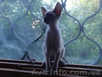 ориентальные сиамские котята - <ro>Изображение</ro><ru>Изображение</ru> #4, <ru>Объявление</ru> #293961