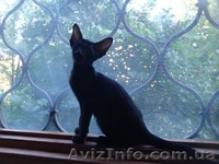 ориентальные сиамские котята - <ro>Изображение</ro><ru>Изображение</ru> #5, <ru>Объявление</ru> #293961