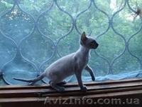 ориентальные сиамские котята - <ro>Изображение</ro><ru>Изображение</ru> #3, <ru>Объявление</ru> #293961