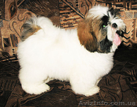 Щенки ши-тцу - пушистая радость. - <ro>Изображение</ro><ru>Изображение</ru> #2, <ru>Объявление</ru> #40487