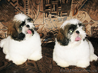 Щенки ши-тцу - пушистая радость. - <ro>Изображение</ro><ru>Изображение</ru> #3, <ru>Объявление</ru> #40487