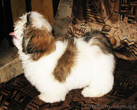 Щенки ши-тцу - пушистая радость. - <ro>Изображение</ro><ru>Изображение</ru> #4, <ru>Объявление</ru> #40487