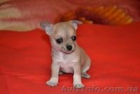 Элитные щеночки Чихуахуа шоу-класса - <ro>Изображение</ro><ru>Изображение</ru> #3, <ru>Объявление</ru> #290662