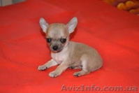 Элитные щеночки Чихуахуа шоу-класса - <ro>Изображение</ro><ru>Изображение</ru> #1, <ru>Объявление</ru> #290662