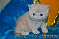 Предлогаю котят экзотической короткошерстной породы - <ro>Изображение</ro><ru>Изображение</ru> #1, <ru>Объявление</ru> #244638