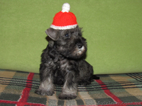 Щенки цвергшнауцера! - <ro>Изображение</ro><ru>Изображение</ru> #1, <ru>Объявление</ru> #295972