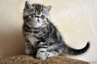 Предлогаю котят экзотической короткошерстной породы - <ro>Изображение</ro><ru>Изображение</ru> #4, <ru>Объявление</ru> #244638