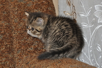 Предлогаю котят экзотической короткошерстной породы - <ro>Изображение</ro><ru>Изображение</ru> #5, <ru>Объявление</ru> #244638