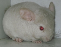 Цветные шиншиллы простых и сложных окрасов - <ro>Изображение</ro><ru>Изображение</ru> #1, <ru>Объявление</ru> #281888