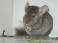 Цветные шиншиллы простых и сложных окрасов - <ro>Изображение</ro><ru>Изображение</ru> #2, <ru>Объявление</ru> #281888