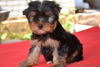 Элитные щеночки йоркширского терьера, - <ro>Изображение</ro><ru>Изображение</ru> #1, <ru>Объявление</ru> #293686