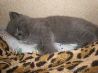 плюшевые игрушки - британские котята - <ro>Изображение</ro><ru>Изображение</ru> #3, <ru>Объявление</ru> #299553