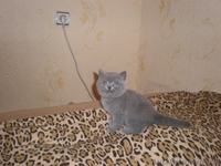 плюшевые игрушки - британские котята - <ro>Изображение</ro><ru>Изображение</ru> #2, <ru>Объявление</ru> #299553