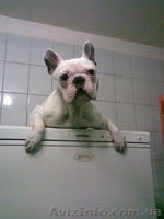Французский бульдог ищет заботливого хозяина срочно - <ro>Изображение</ro><ru>Изображение</ru> #3, <ru>Объявление</ru> #303821