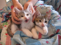 Подарю домашнего котёнка - <ro>Изображение</ro><ru>Изображение</ru> #3, <ru>Объявление</ru> #319161