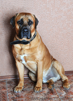 южно-африканский бурбуль - <ro>Изображение</ro><ru>Изображение</ru> #1, <ru>Объявление</ru> #329037