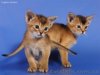 Абиссинский котенок - <ro>Изображение</ro><ru>Изображение</ru> #2, <ru>Объявление</ru> #335550