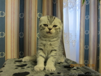 КОТЯТА СКОТТИШ-ФОЛД - <ro>Изображение</ro><ru>Изображение</ru> #1, <ru>Объявление</ru> #333512