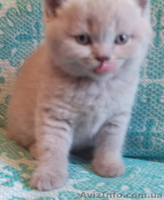 Продаются котята британцы 1,5 месяца - <ro>Изображение</ro><ru>Изображение</ru> #9, <ru>Объявление</ru> #313949