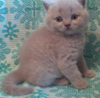 Продаются котята британцы 1,5 месяца - <ro>Изображение</ro><ru>Изображение</ru> #8, <ru>Объявление</ru> #313949