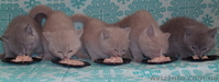 Продаются котята британцы 1,5 месяца - <ro>Изображение</ro><ru>Изображение</ru> #1, <ru>Объявление</ru> #313949