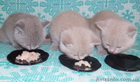 Продаются котята британцы 1,5 месяца - <ro>Изображение</ro><ru>Изображение</ru> #6, <ru>Объявление</ru> #313949