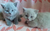 Продаются котята британцы 1,5 месяца - <ro>Изображение</ro><ru>Изображение</ru> #5, <ru>Объявление</ru> #313949