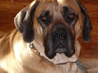 южно-африканский бурбуль - <ro>Изображение</ro><ru>Изображение</ru> #3, <ru>Объявление</ru> #329037